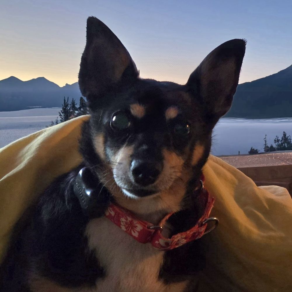 Stewart the Chihuahua