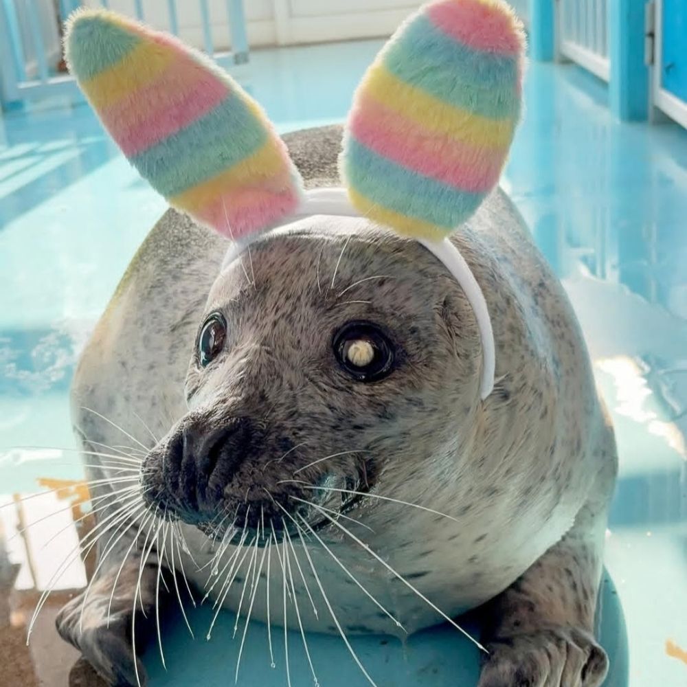 You have my seal of approval~ 🦭💖