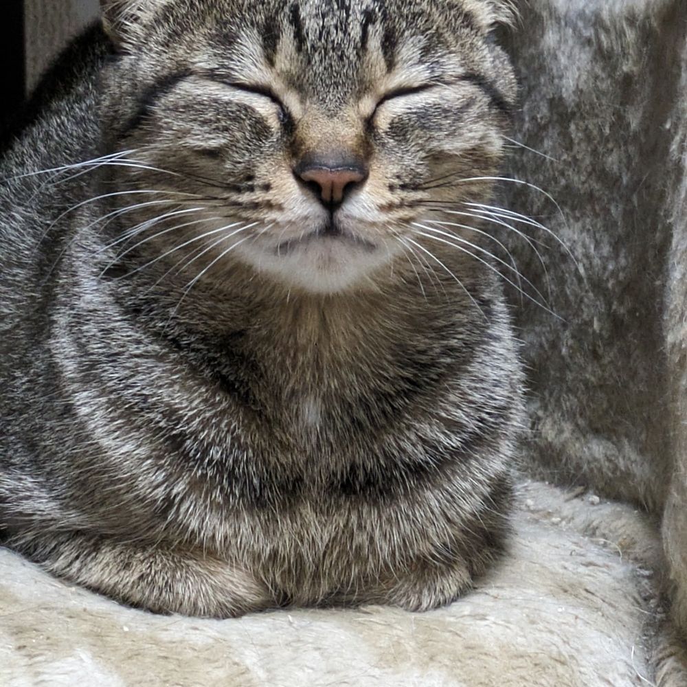 カボス