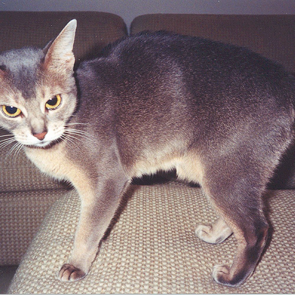 Janet Halliwell