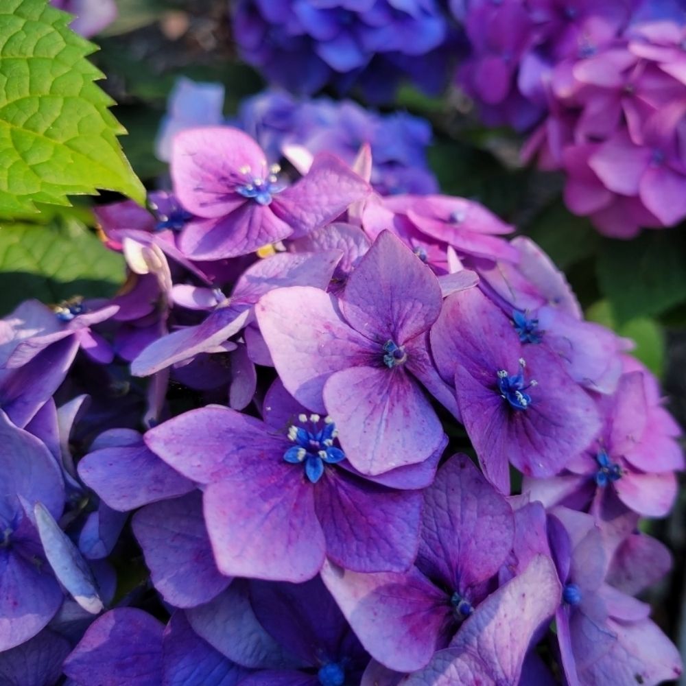 TerriBlue