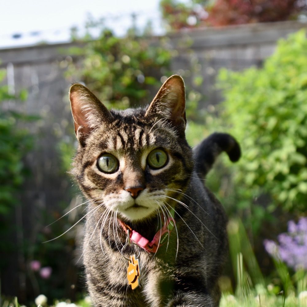 A Good Cat