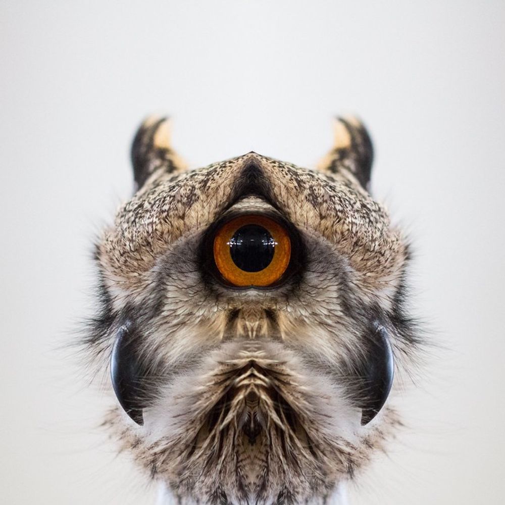 Buzzregog