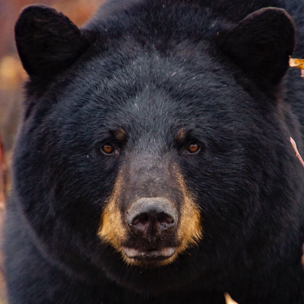 Daily Bears