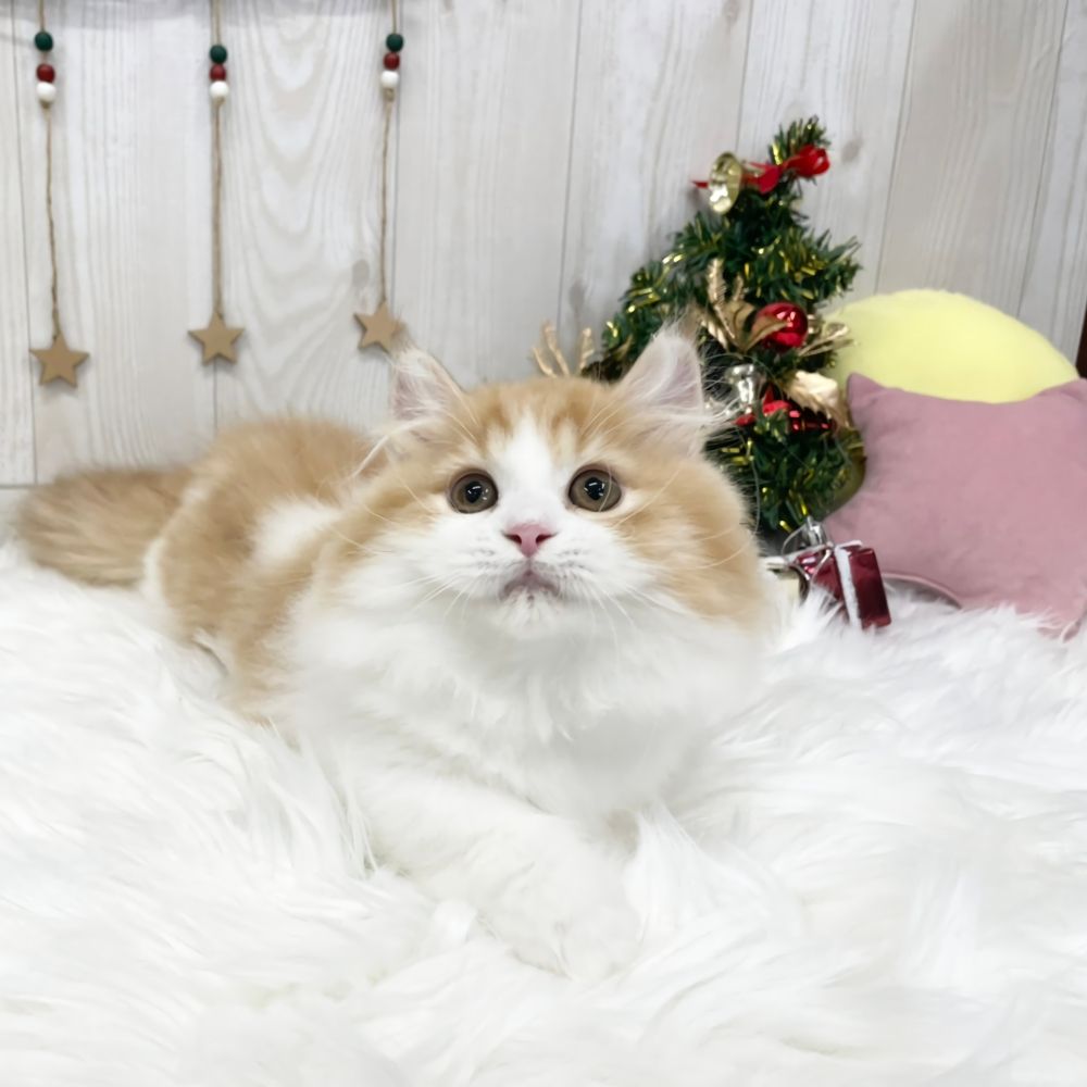 KING CAT 🐬³