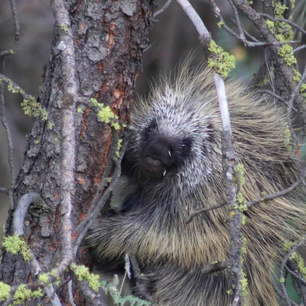 Porcupine