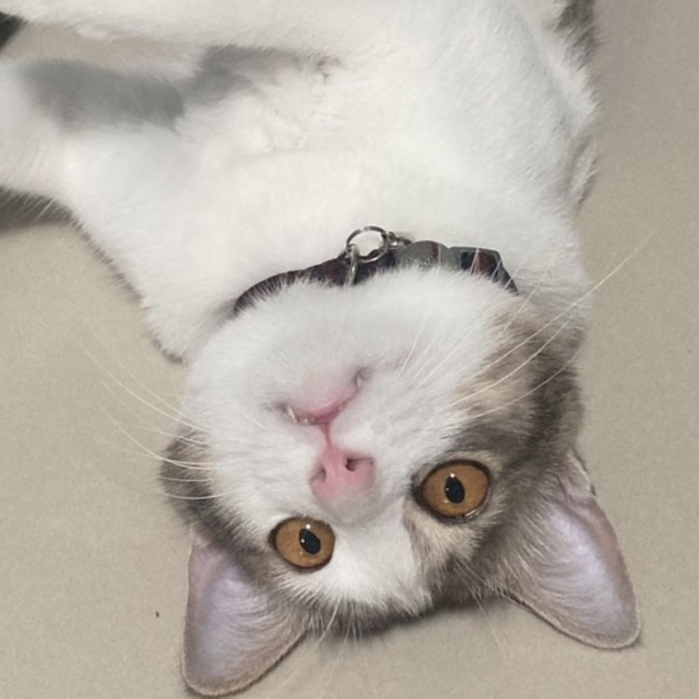 นาเม่