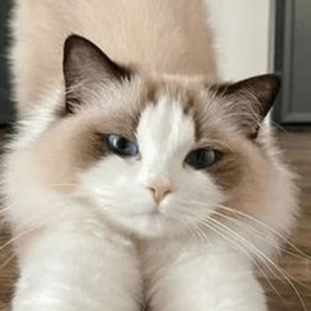 kitty cat