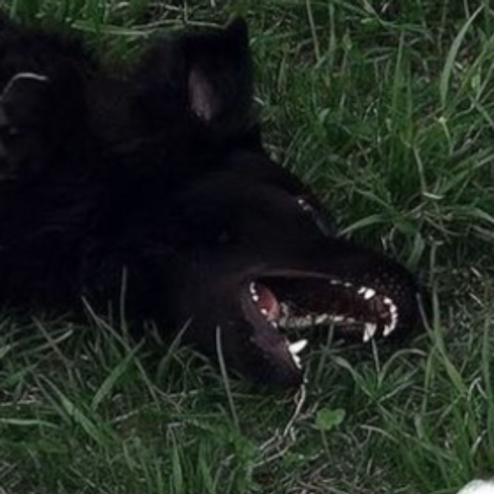 princess bad dog