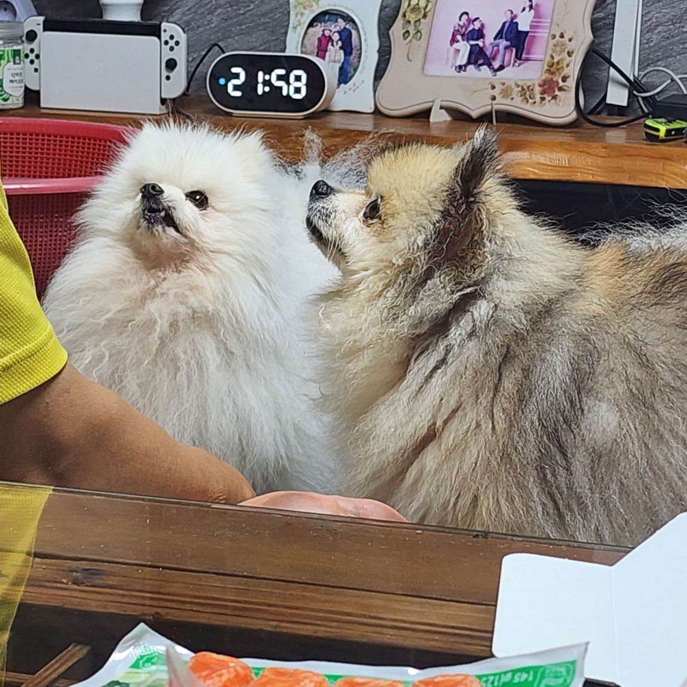 자두호두즈