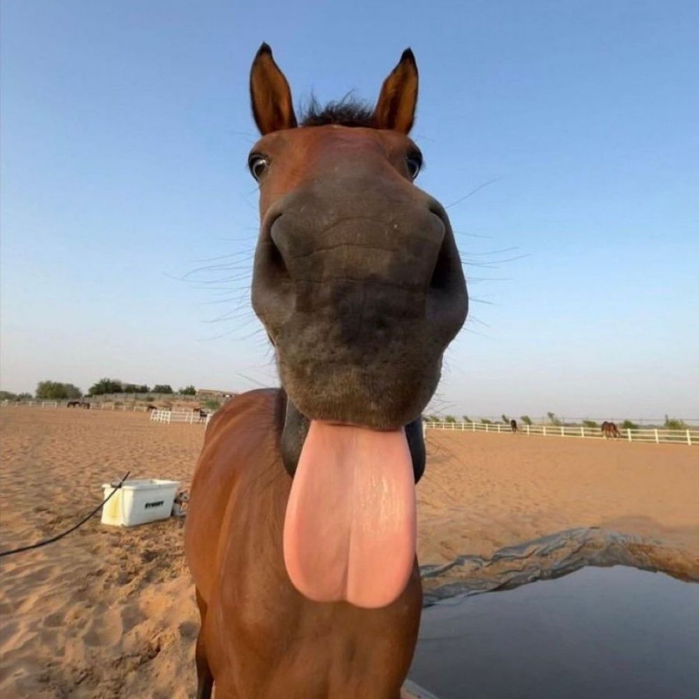 CaballoOrtiz