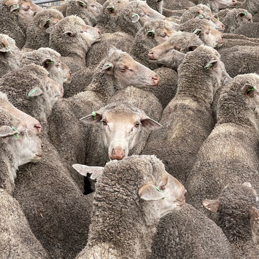 Mooringa farms