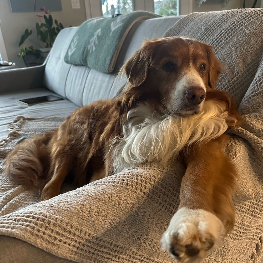 Duck-Toller philosopher