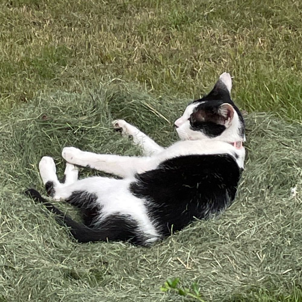 Kattsudonman