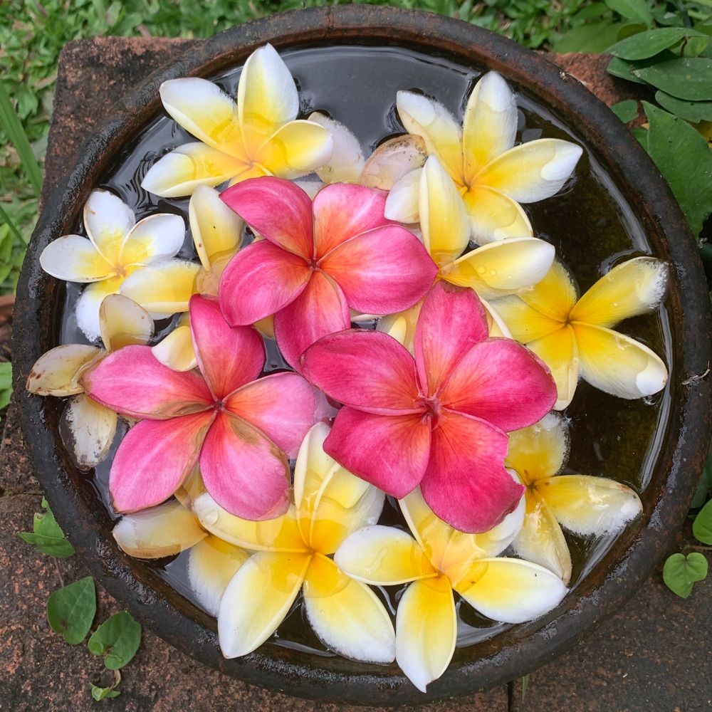 maimai