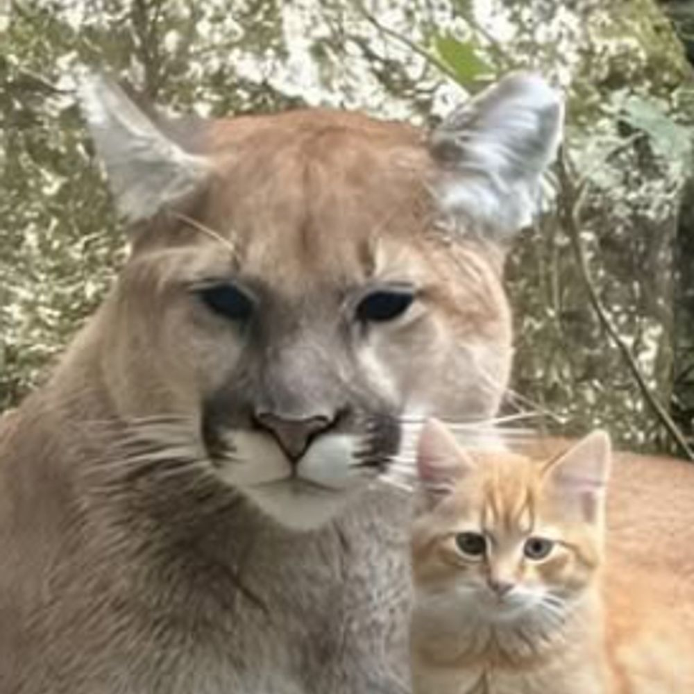 constancesnow.bsky.social