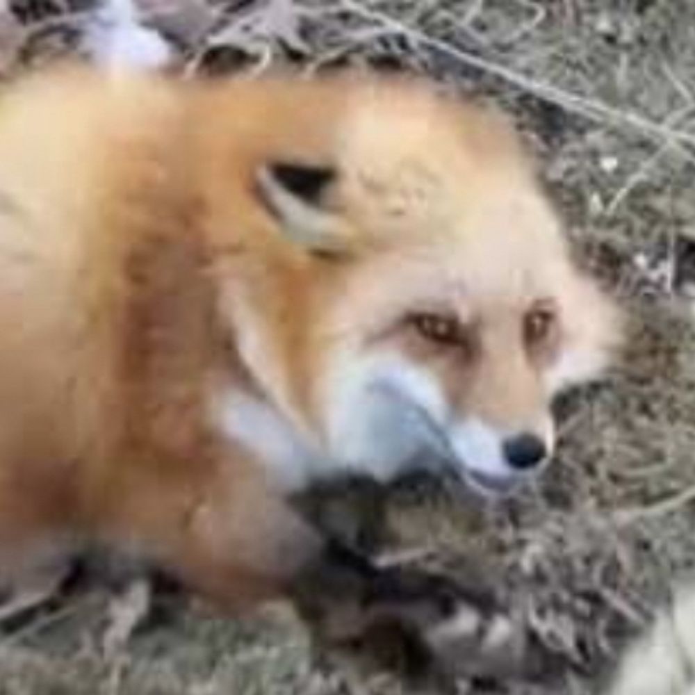 FoxyThird