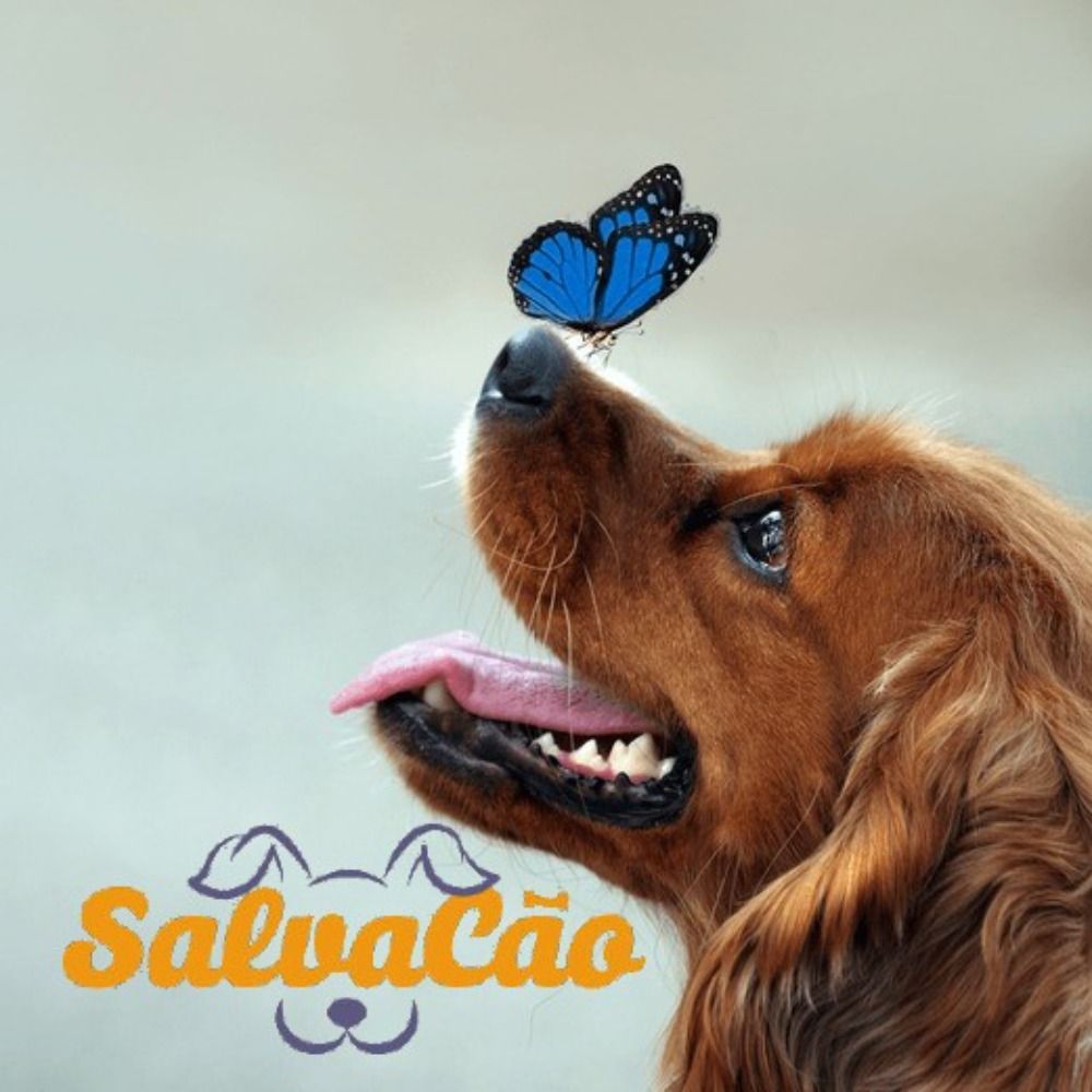 Projeto Salvacão