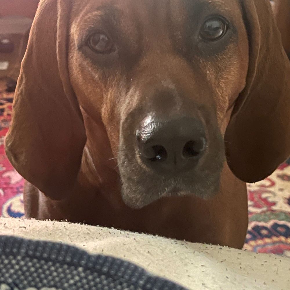 MollyO