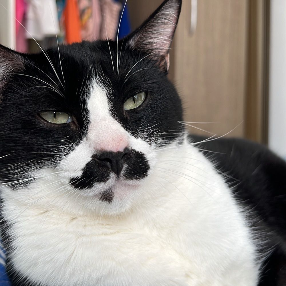 Rei Rael o gato 