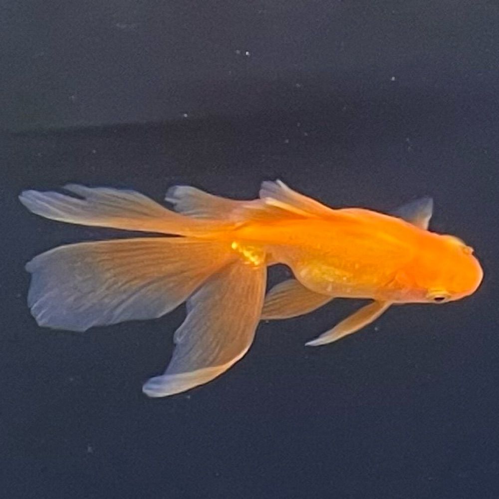 🐟