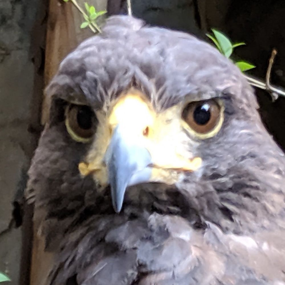 Accipiter gentilis