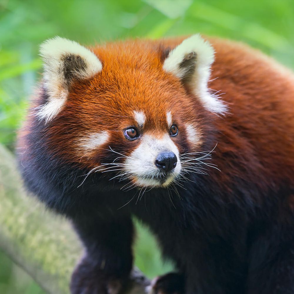 ReadyPanda