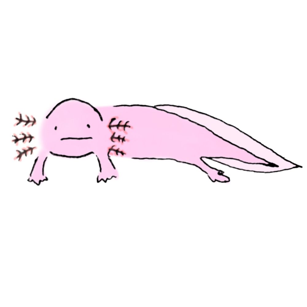 ばしゅまんだー