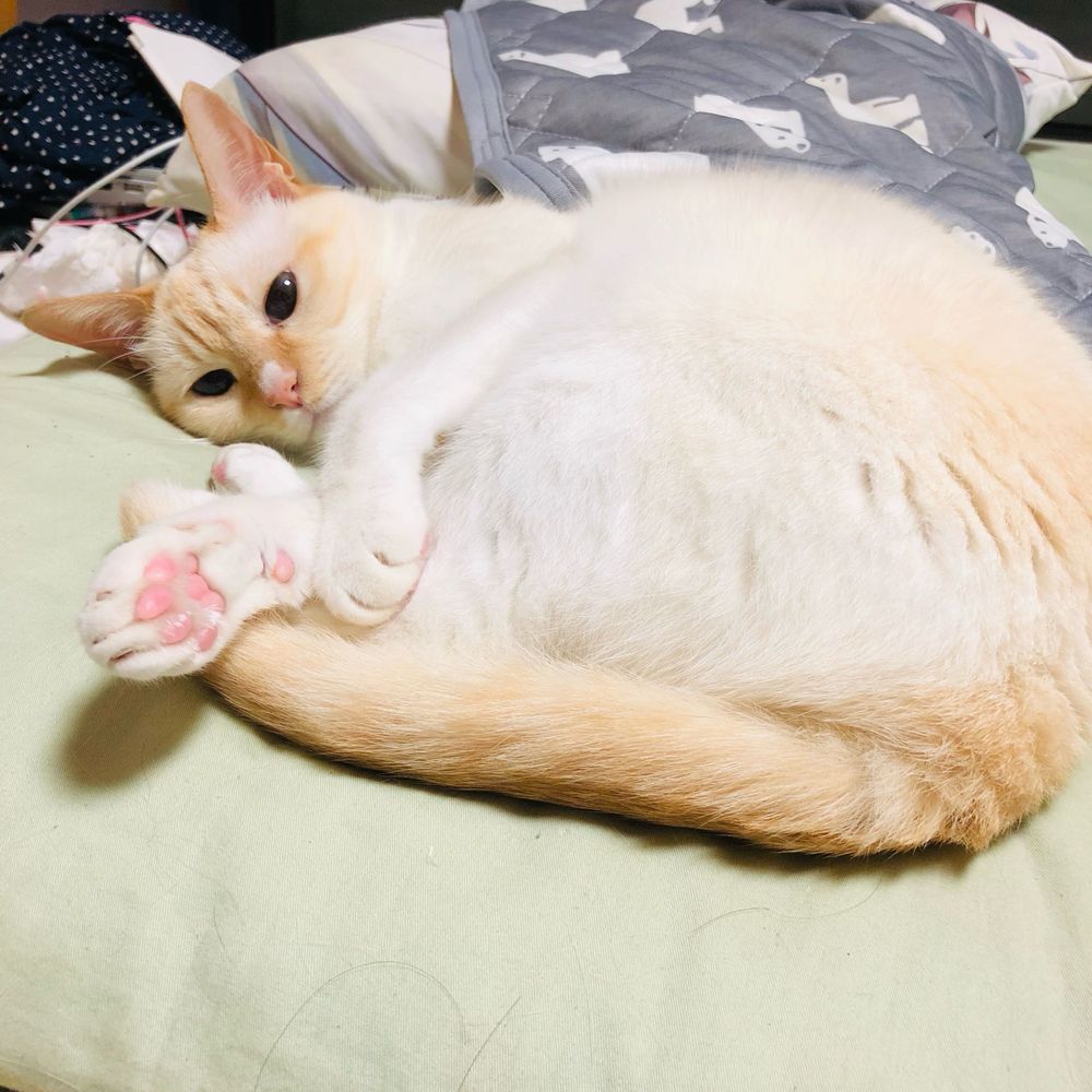 コウちゃん