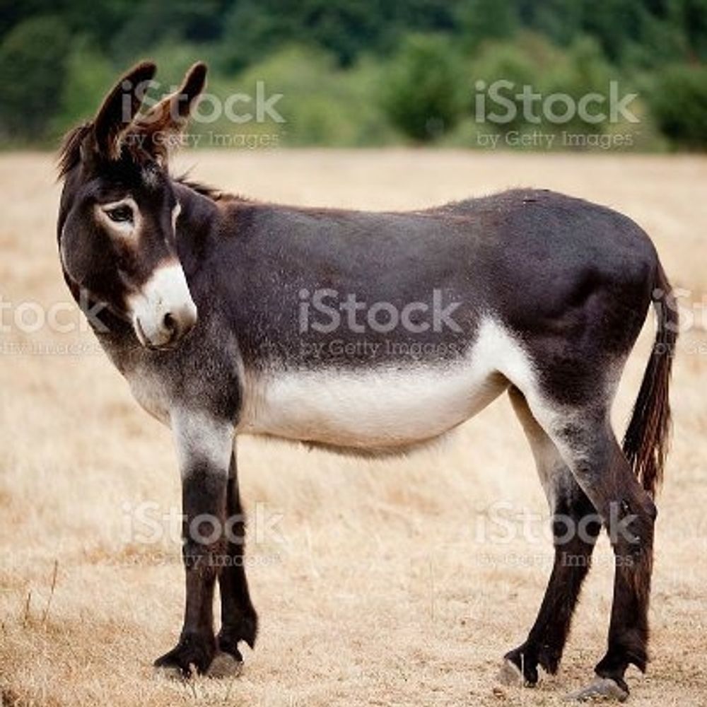 MULE🧨