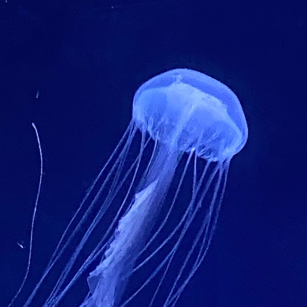海月