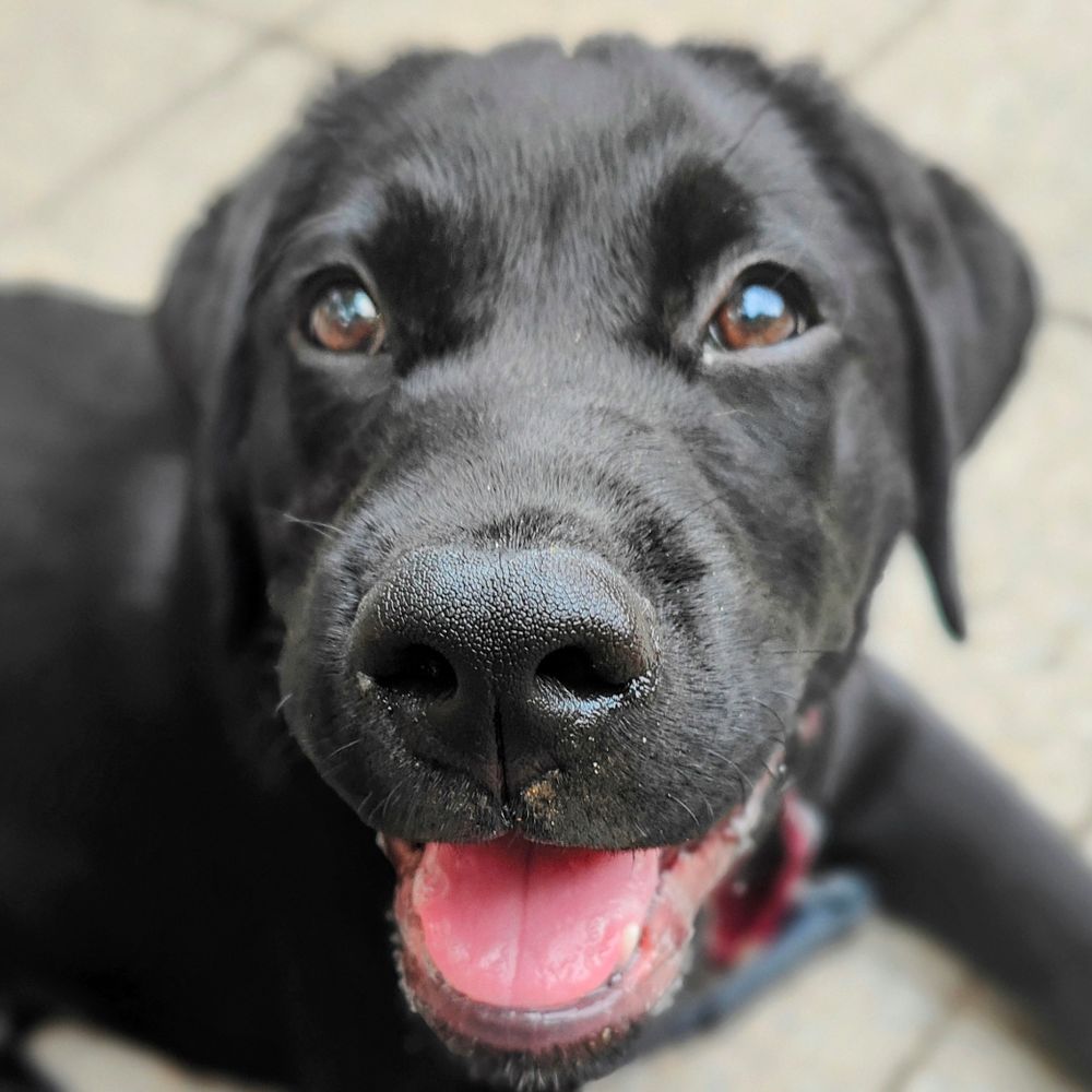 Franklin Guide Dog Puppy