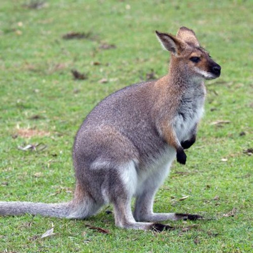 Regular Wallaby