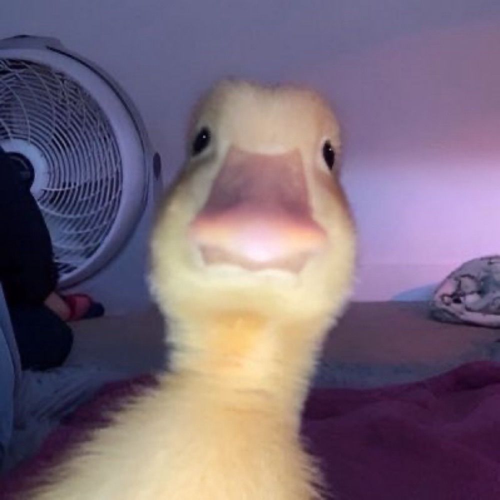 저리