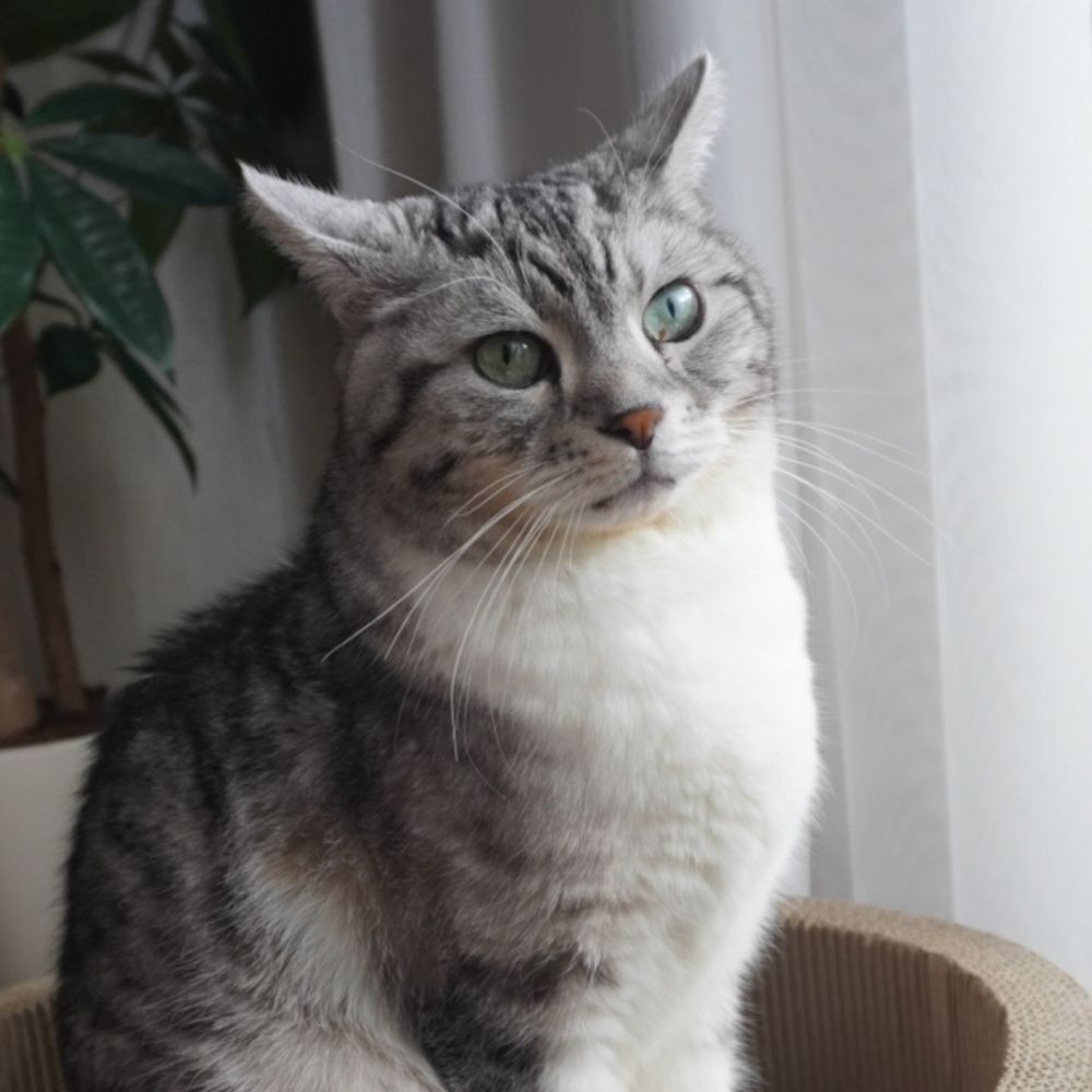 ゆりごん