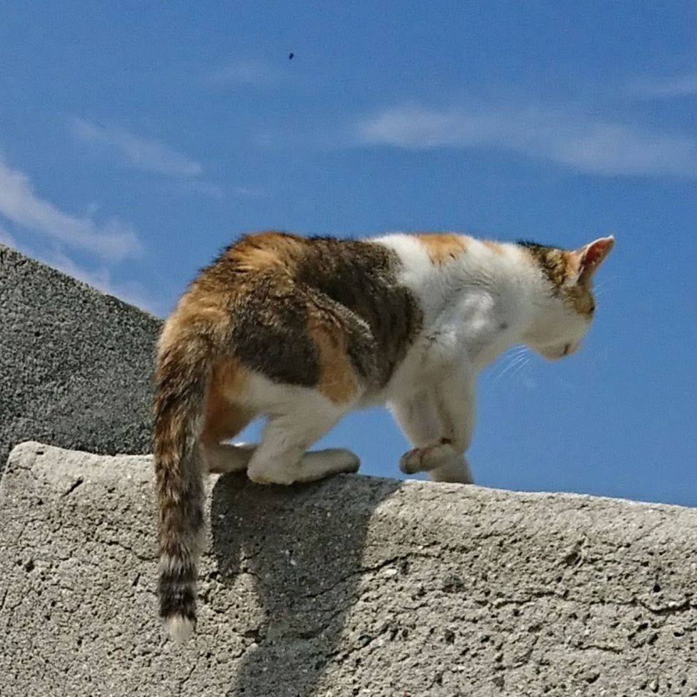 Waka