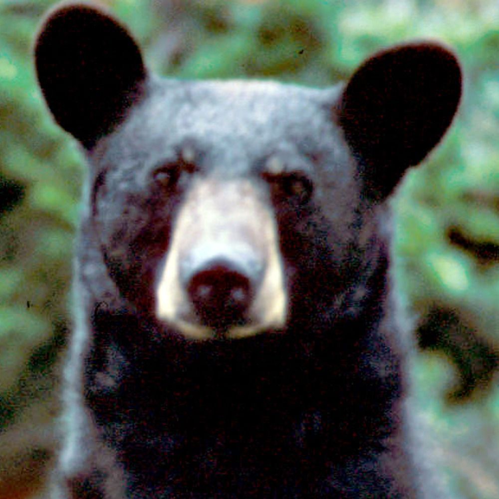 Mauv Burr