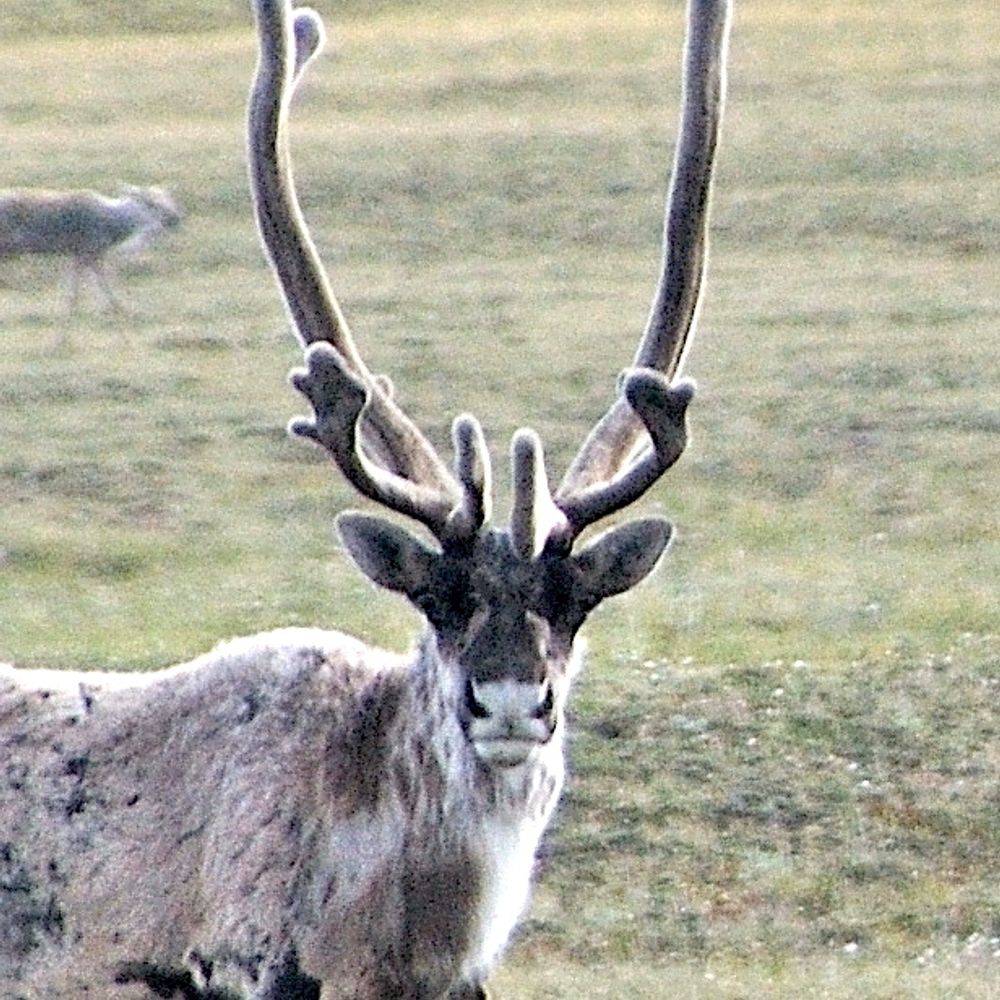 Ekwo-tuktu-caribou