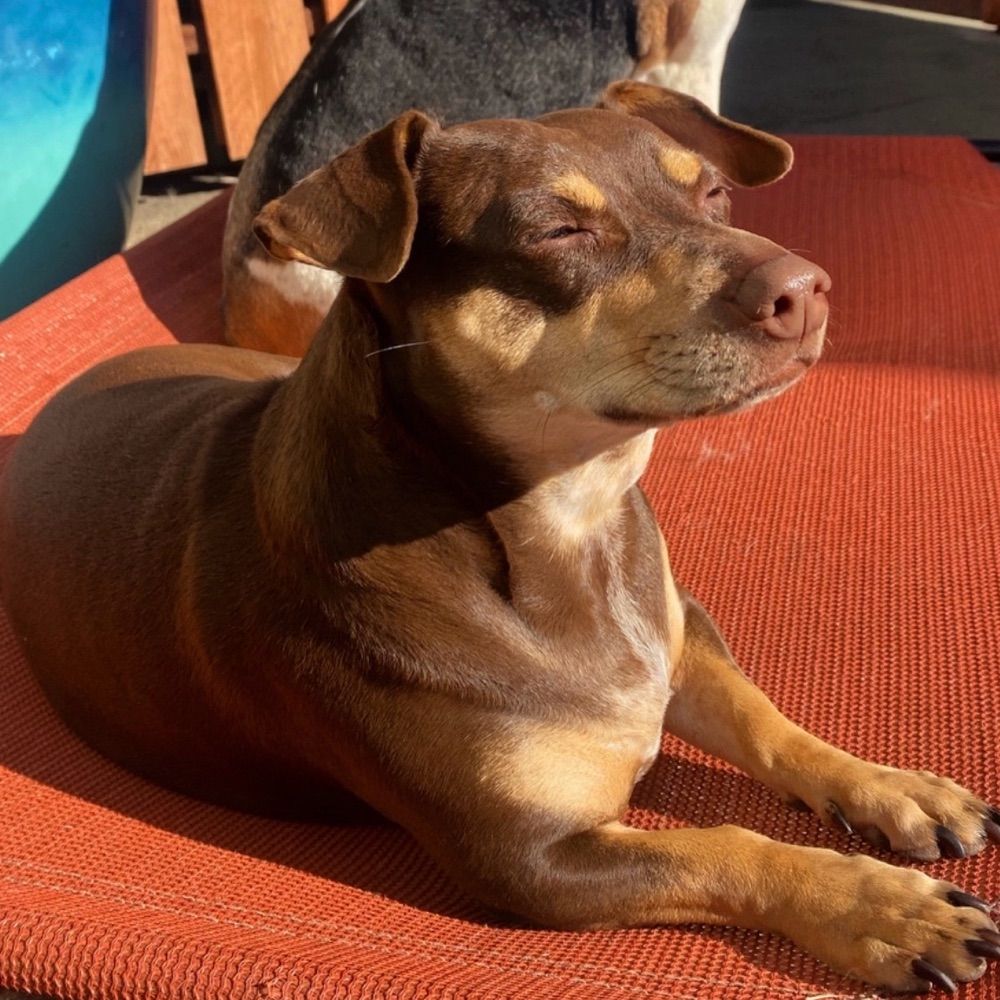 Elli