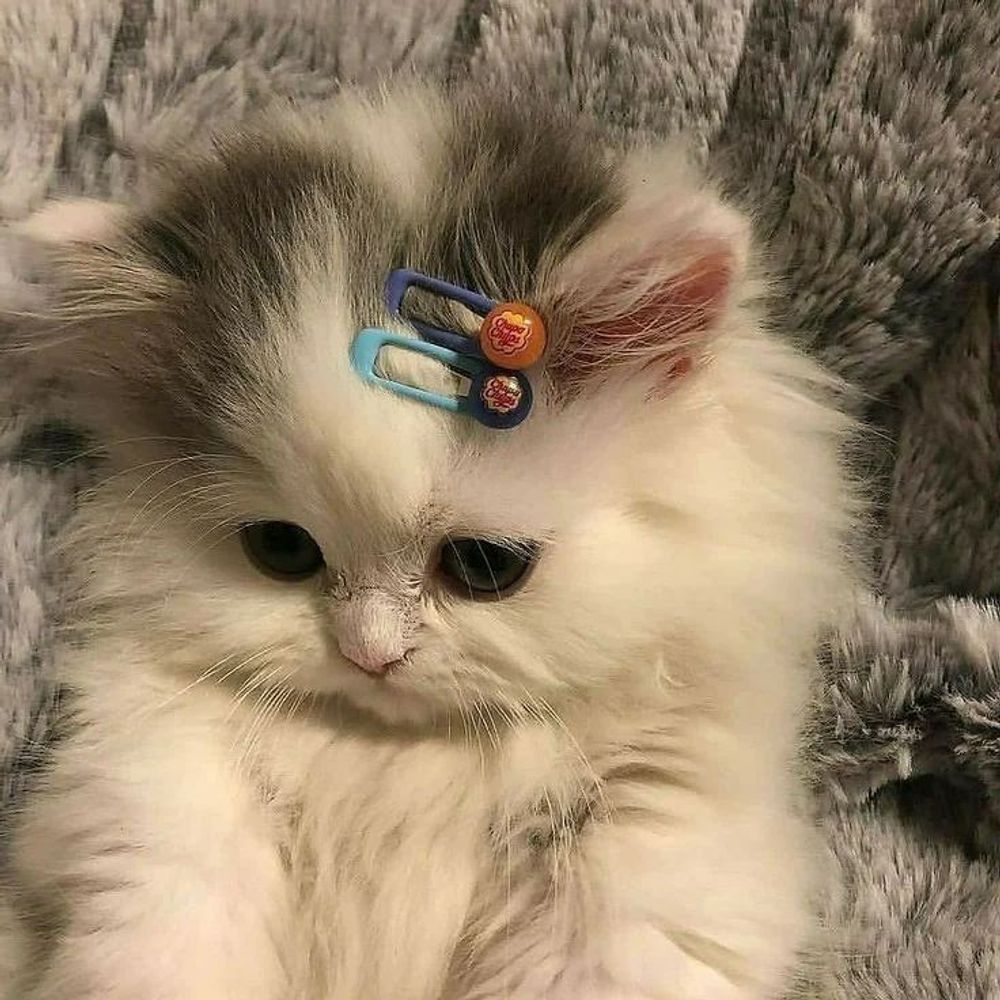 zou