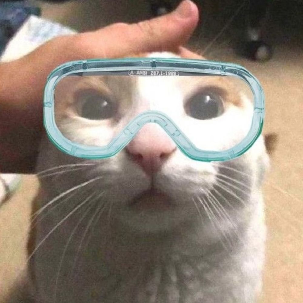 Coffee cat