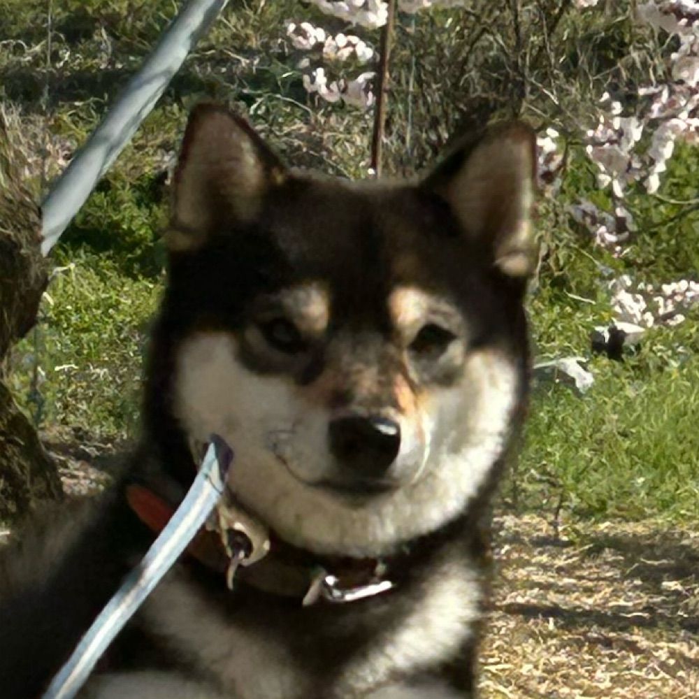 柴犬あずきと時々ヲタク