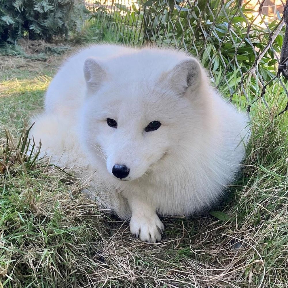 Alaskan Fox