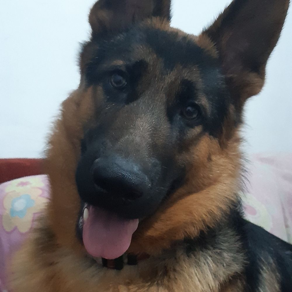 Vini 🐕