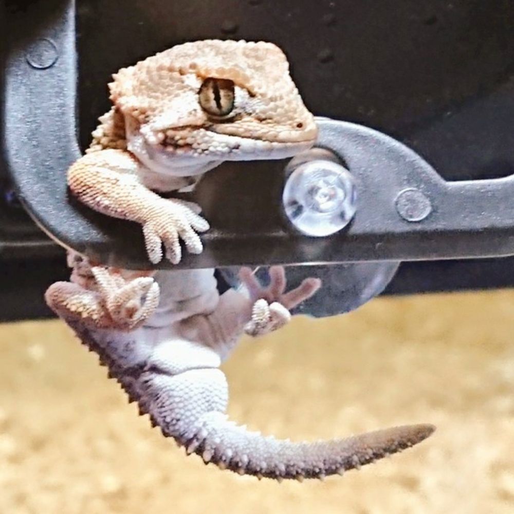 ダース レプティウス
