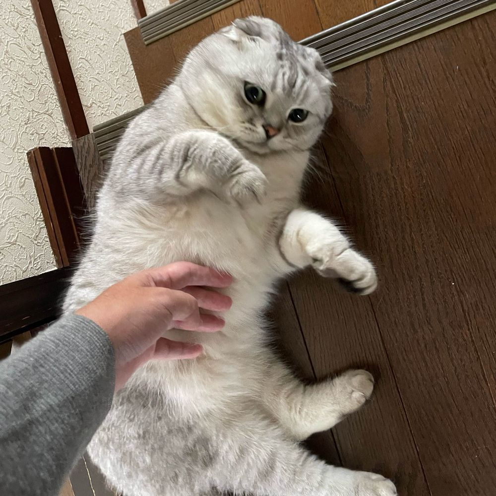 エスローヒ