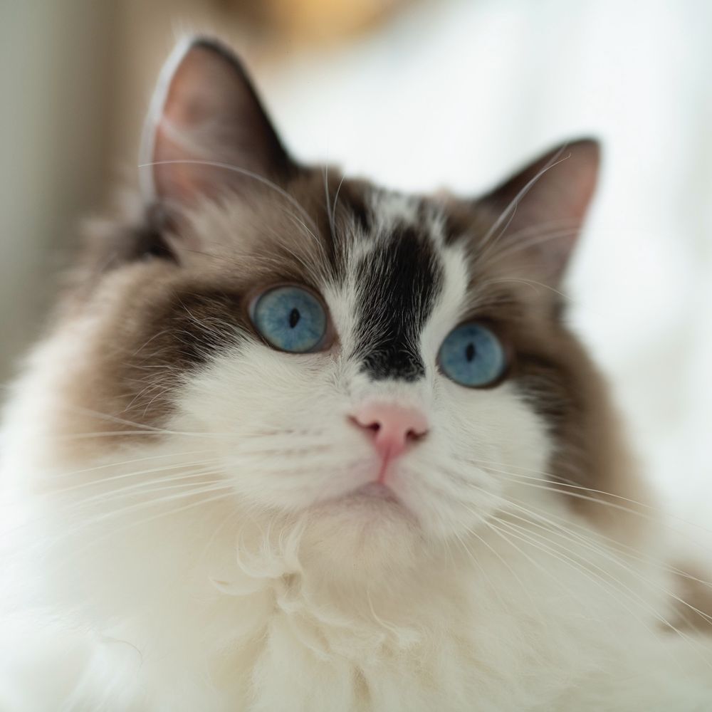 のの🐈ネコと和解中