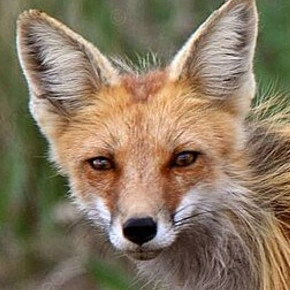AKA Vixen