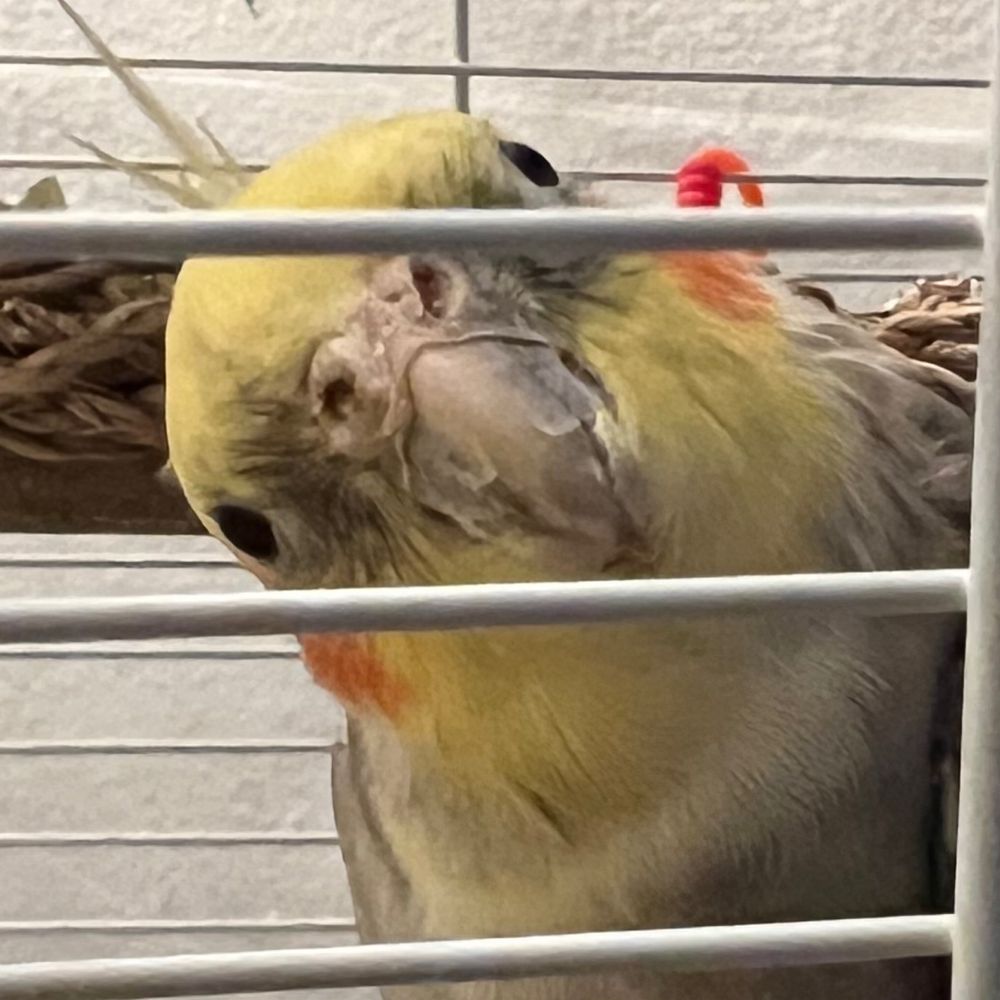 Pico