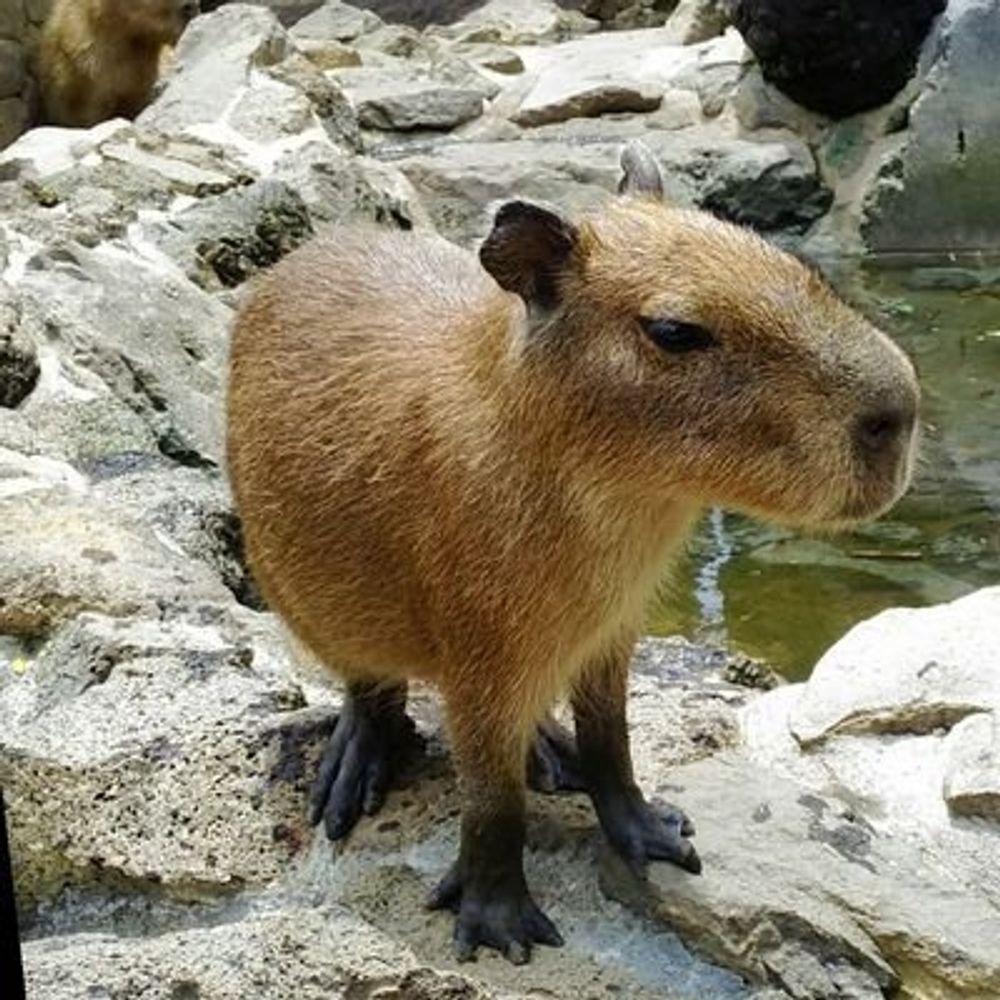 たざわ